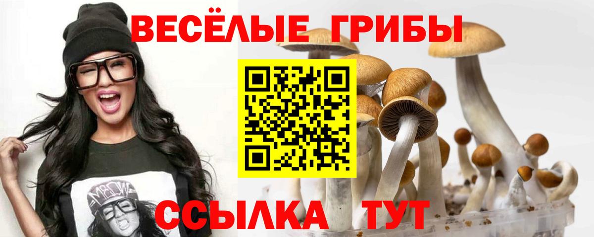 Псилоцибиновые грибы Psilocybe  закладка  Королёв  Вход с VPN 